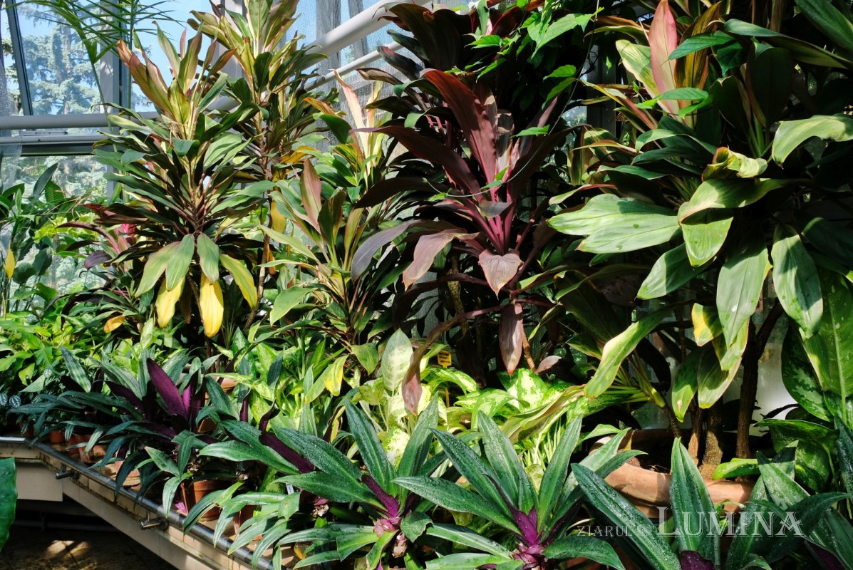 Plimbare printre zece mii de specii de plante 344812