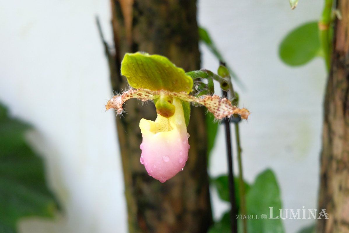 Plimbare printre zece mii de specii de plante 344813