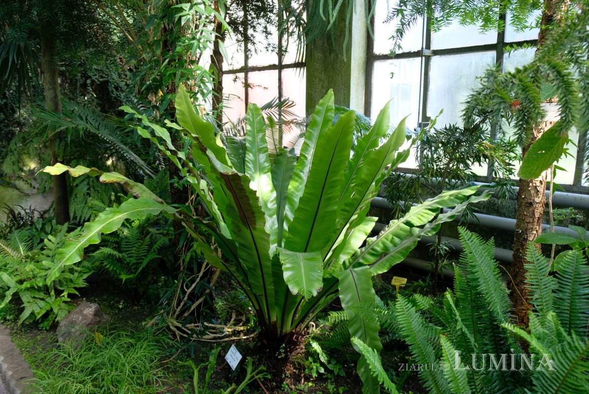 Plimbare printre zece mii de specii de plante 344815