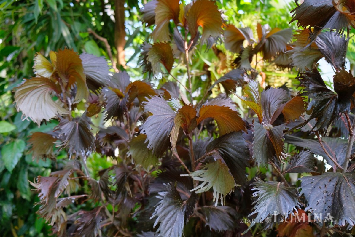 Plimbare printre zece mii de specii de plante 344816