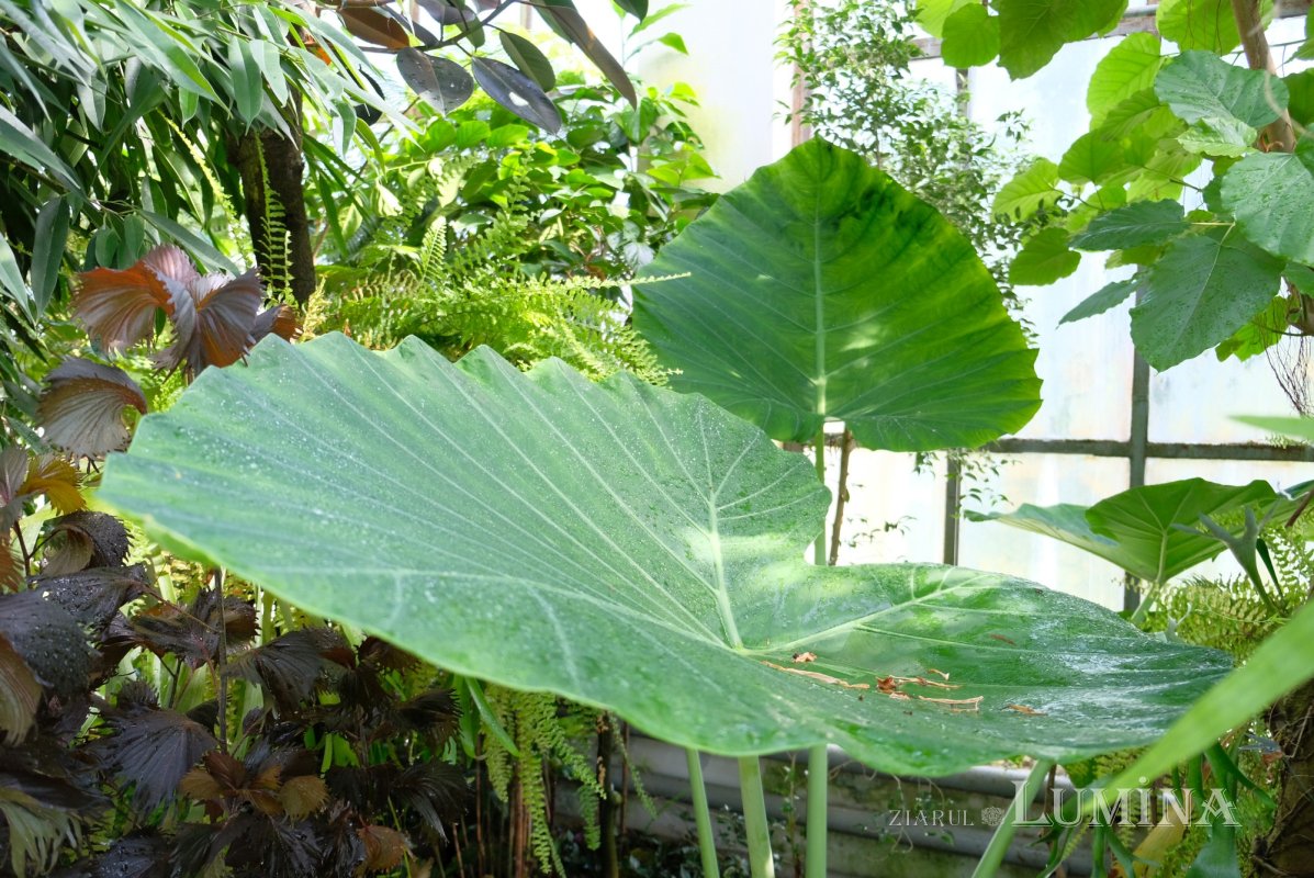 Plimbare printre zece mii de specii de plante 344817