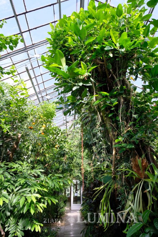 Plimbare printre zece mii de specii de plante 344819