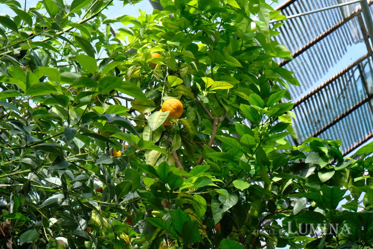 Plimbare printre zece mii de specii de plante 344820