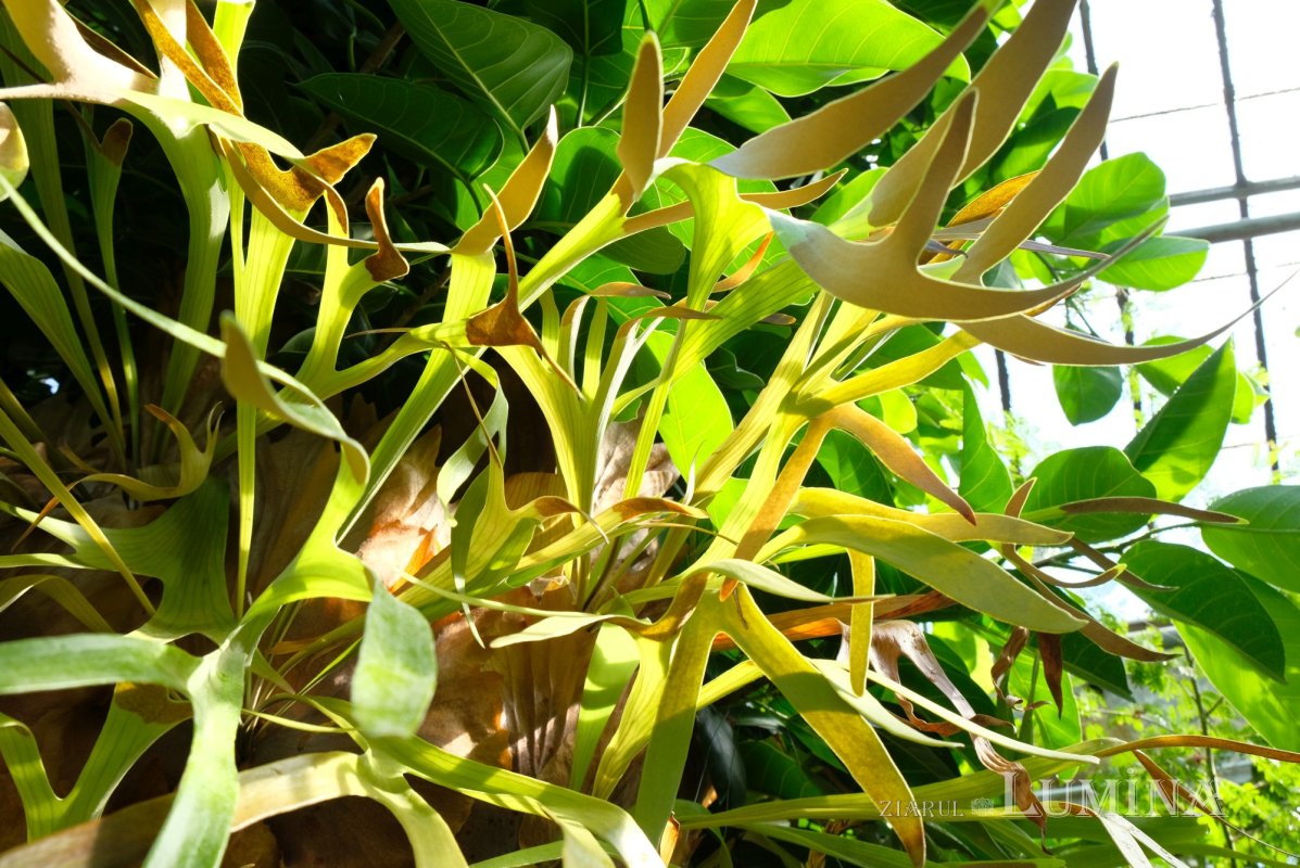 Plimbare printre zece mii de specii de plante 344821