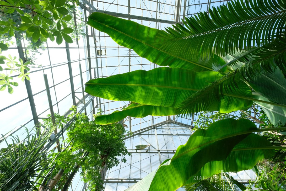 Plimbare printre zece mii de specii de plante 344823