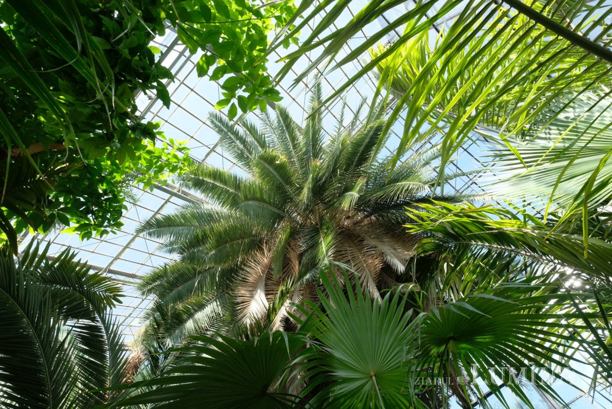 Plimbare printre zece mii de specii de plante 344824