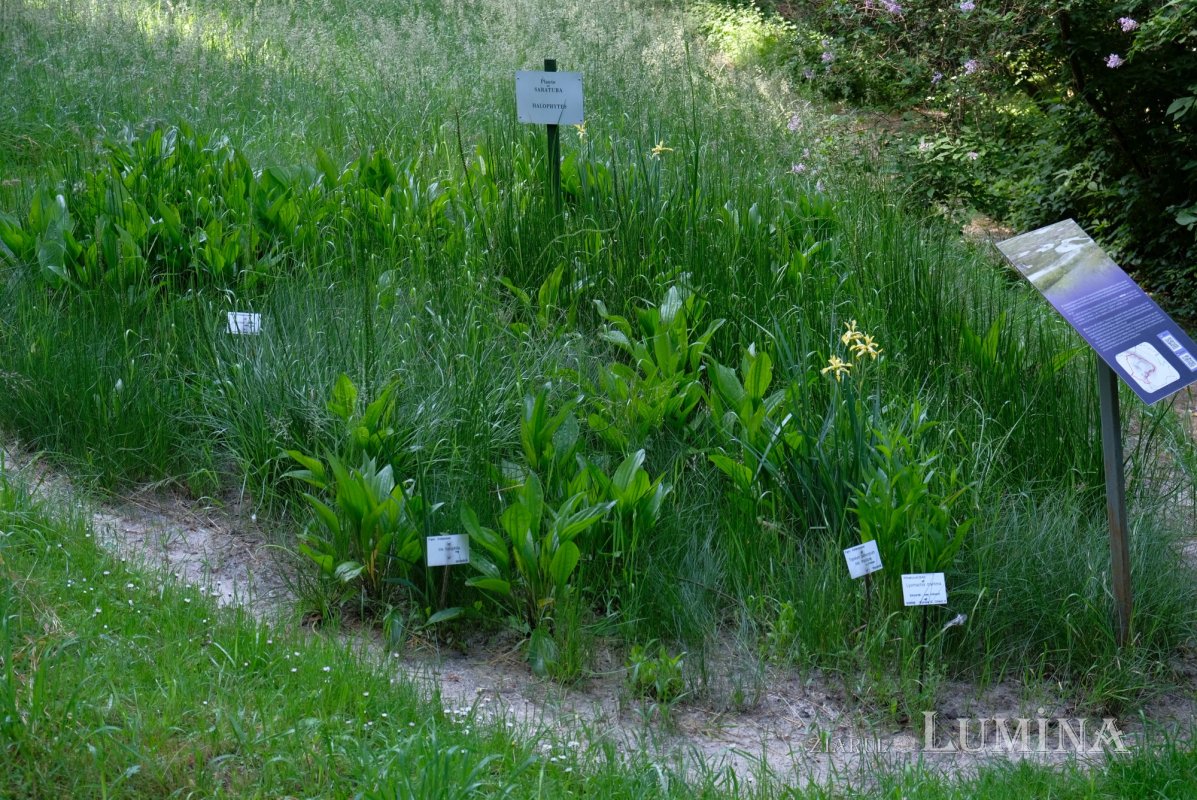 Plimbare printre zece mii de specii de plante 344827