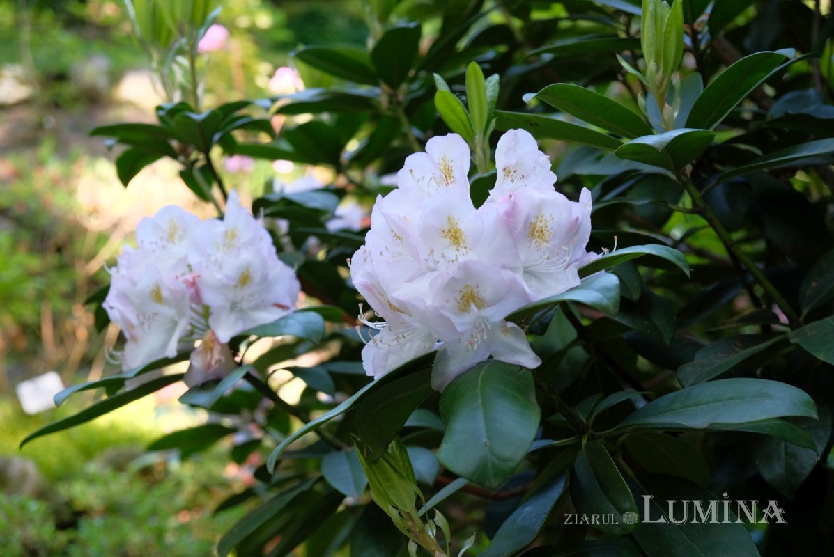 Plimbare printre zece mii de specii de plante 344828