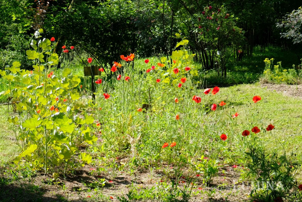 Plimbare printre zece mii de specii de plante 344829