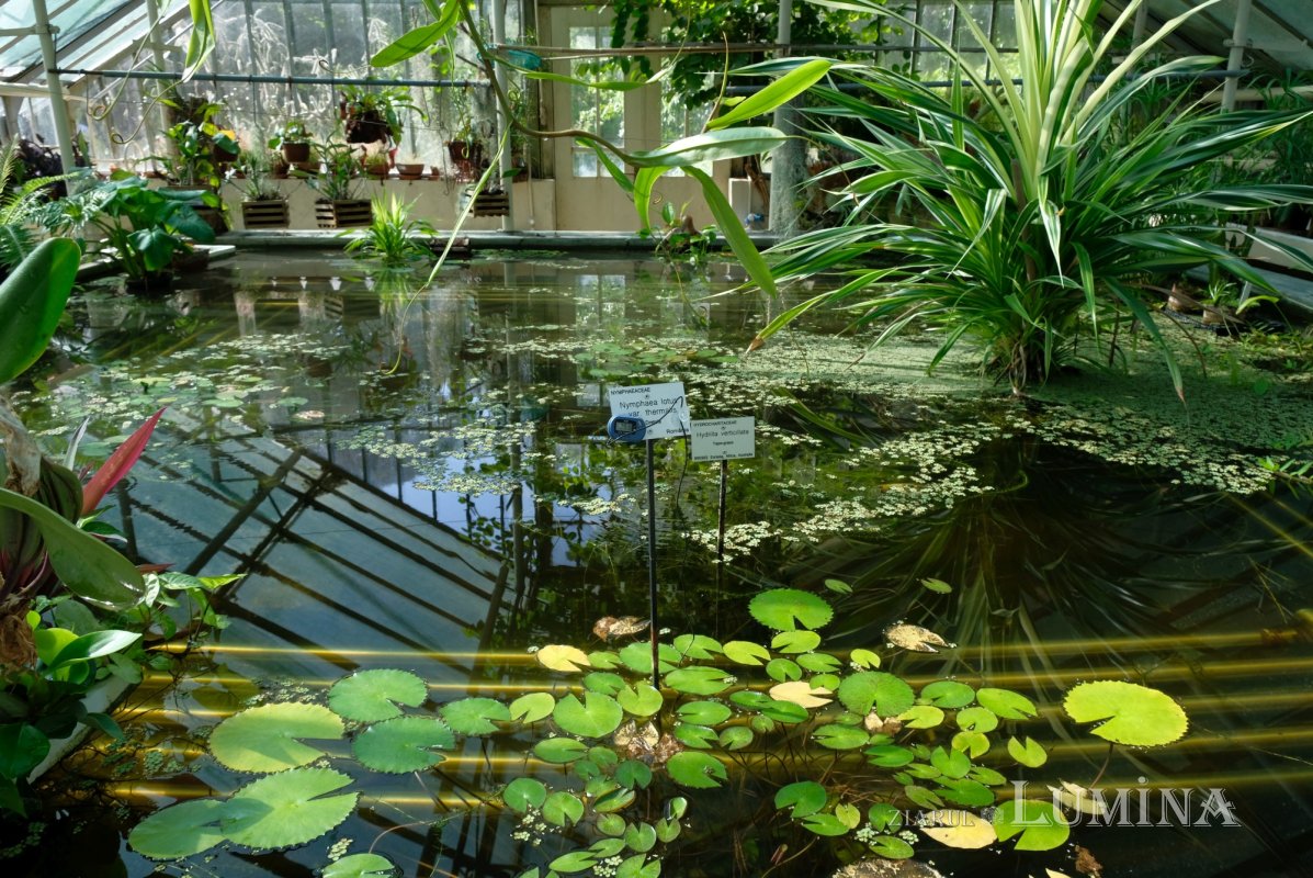 Plimbare printre zece mii de specii de plante 344833