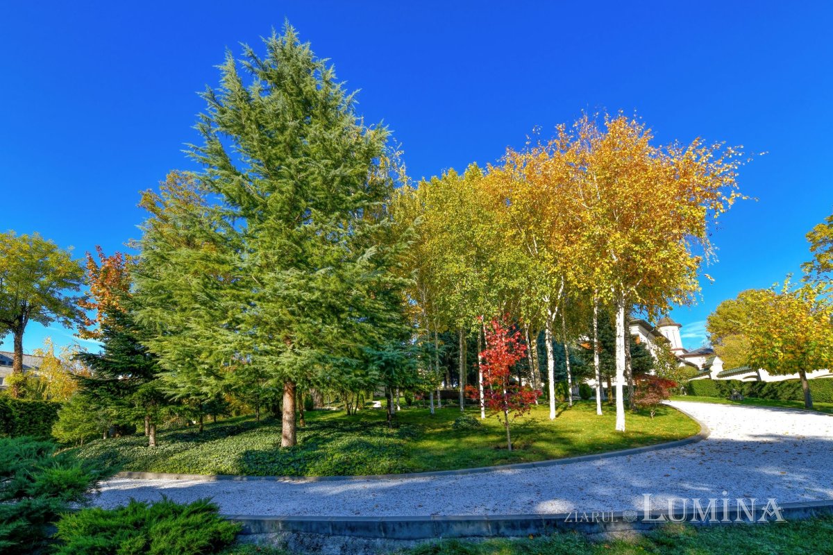 Sclipirile Luminii: Parcul „Grădina Maicii Domnului” al Reşedinţei Patriarhale din Bucureşti, toamna 347160