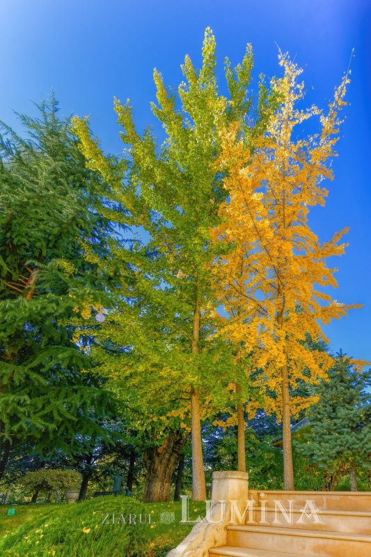 Sclipirile Luminii: Parcul „Grădina Maicii Domnului” al Reşedinţei Patriarhale din Bucureşti, toamna 347161