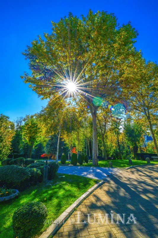 Sclipirile Luminii: Parcul „Grădina Maicii Domnului” al Reşedinţei Patriarhale din Bucureşti, toamna 347163