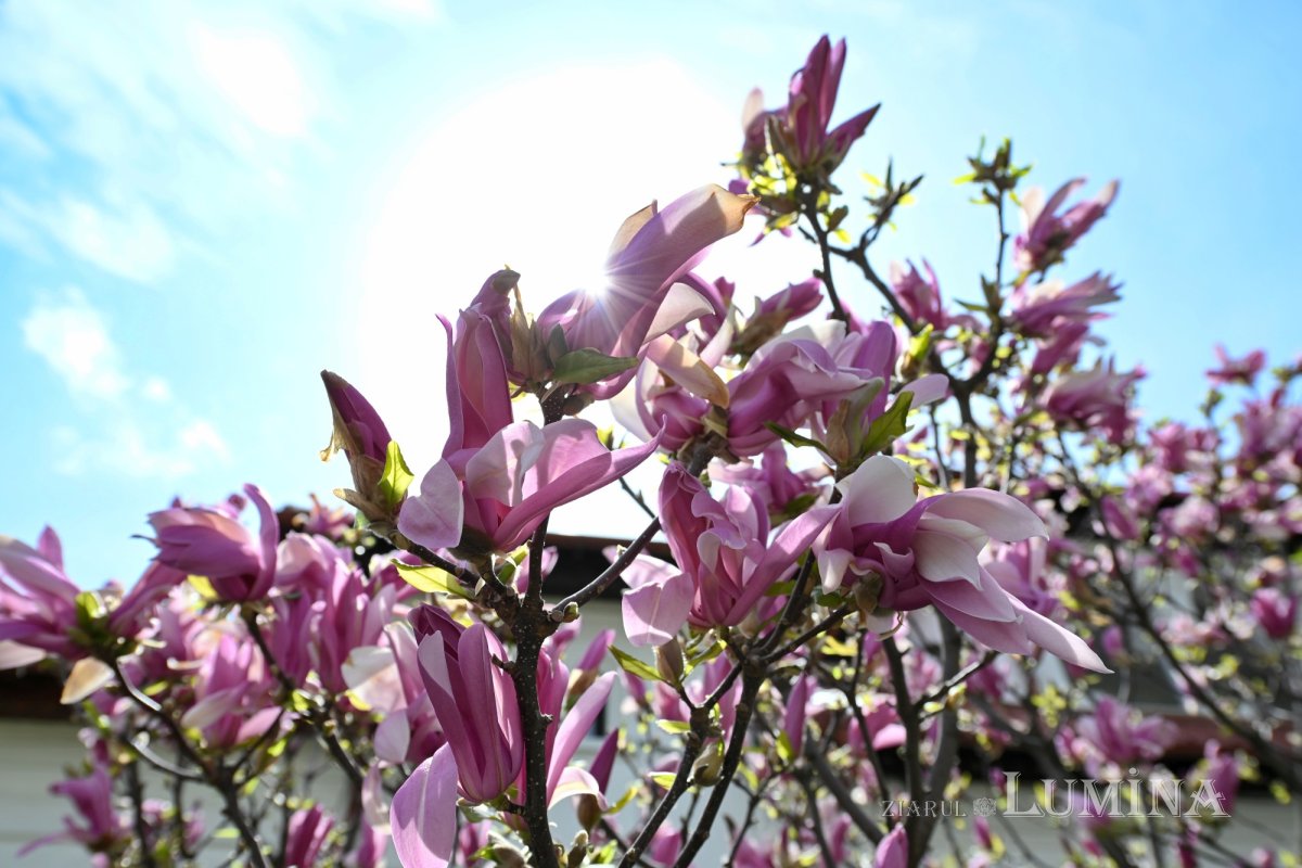 Sclipirile Luminii: Mănăstirea Ghighiu 360146