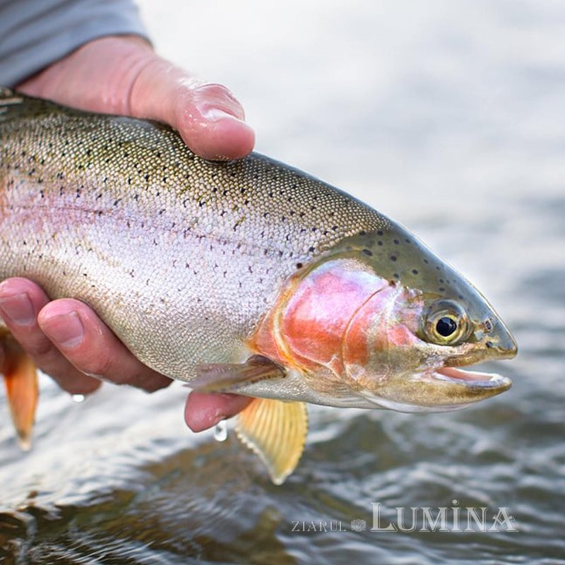 „Păstrăvul din ţara ta” - rodul unei lucrări în comuniune și responsabilitate  360970