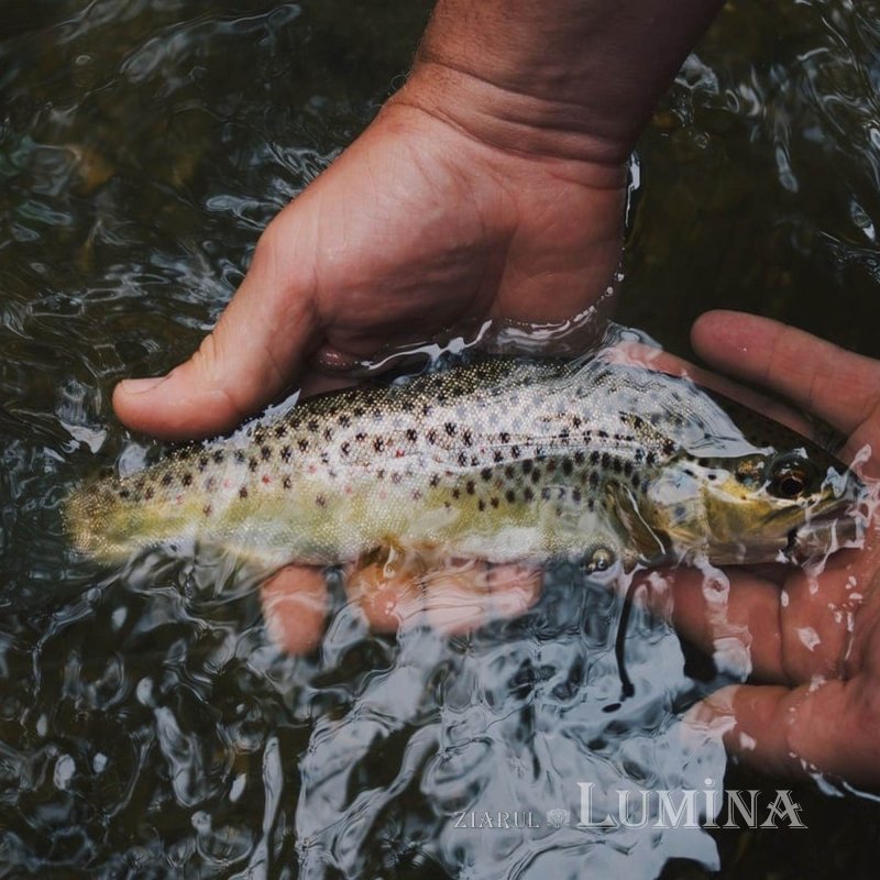 „Păstrăvul din ţara ta” - rodul unei lucrări în comuniune și responsabilitate  360971