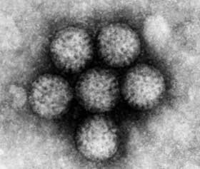 Rotavirusurile, cauza gastroenteritelor acute la copil Poza 94551