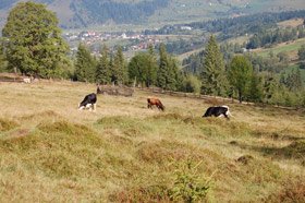 România ar trebui să profite de deficitul de carne de vită din UE Poza 95255