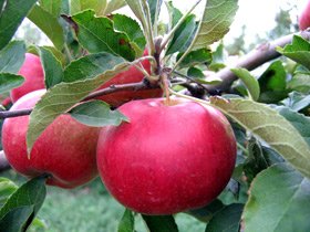 „Un măr pe zi ţine doctorul departe de casă“ Poza 96301
