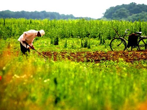 Amenzi pentru cei care nu-şi cultivă terenul Poza 96793