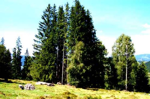 Carte verde pentru protejarea pădurilor Europei Poza 97055