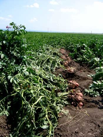 Cartoful modificat genetic poate fi cultivat în UE Poza 97067