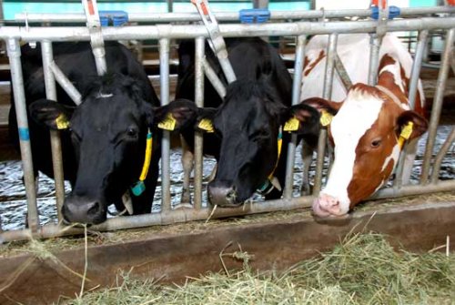 25,5 milioane de euro pentru sectorul laptelui şi agricultura ecologică Poza 97368