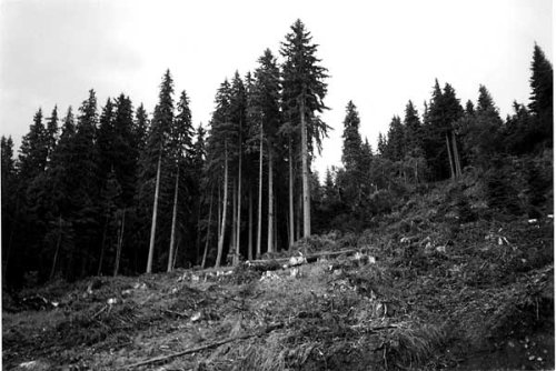 Pădurile din Balcani, ameninţate de proiecte imobiliare haotice şi defrişări Poza 98269