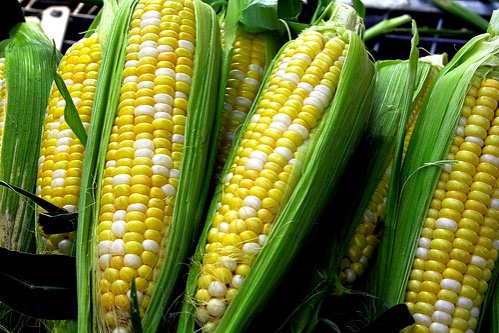 Polemică europeană privind cultivarea organismelor modificate genetic Poza 99288
