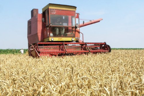MADR: Producţia de grâu este suficientă Poza 99660