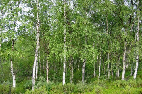 Mesteacănul, „arborele vieţii“ Poza 102772