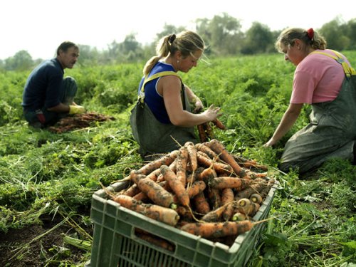 Mai multe minimarketuri cu produse româneşti Poza 103397