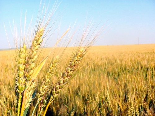 „Avem semnele unui an agricol bun“ Poza 105287