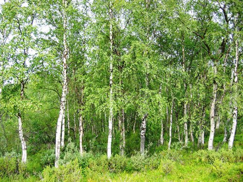 Mesteacănul, „arborele vieţii“ Poza 105394