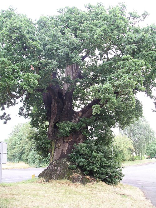 Stejarul, un fortifiant al sănătăţii Poza 106125