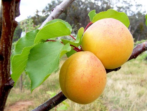 Caisele, un ajutor natural al sistemului imunitar Poza 106484