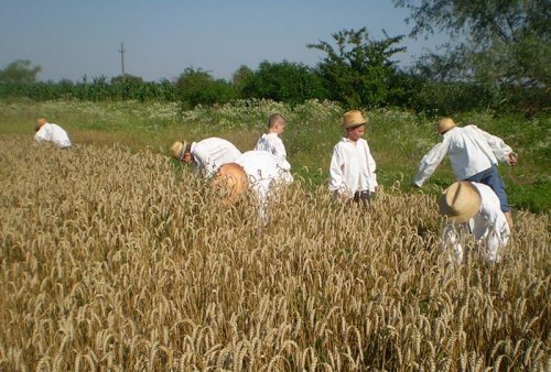 Copiii au sărbătorit secerişul grâului Poza 107214