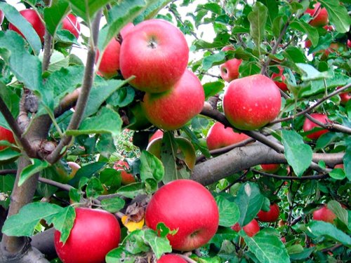 Consumul de mere ajută la reglarea nivelului colesterolului Poza 109746