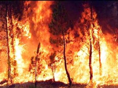 Zeci de hectare de pădure au ars în zonele de munte Poza 109832