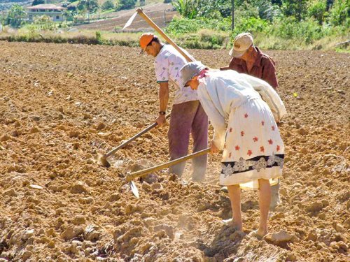 Agricultura noastră are performanţe sub potenţial Poza 93093