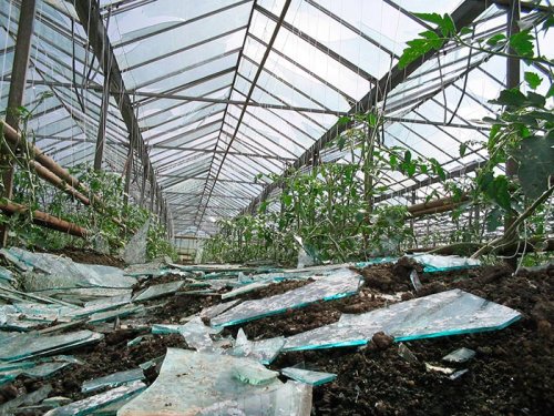 Sute de mii de hectare de culturi distruse de iarnă Poza 93172
