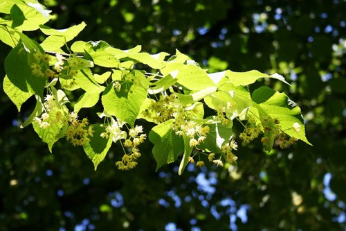 Florile de tei, arsenalul terapeutic al începutului de vară Poza 93538