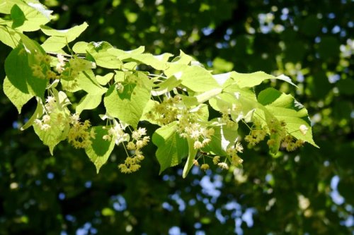 Un remediu de sezon: florile de tei Poza 93898