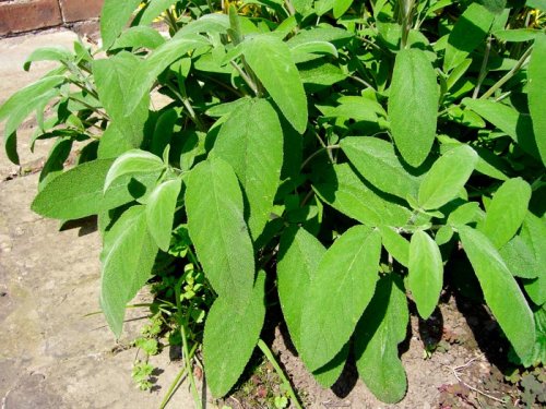 Salvia, salvarea sănătăţii Poza 88393