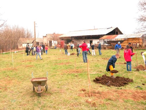 Copiii din Găvojdia au plantat o livadă de pomi fructiferi Poza 87295