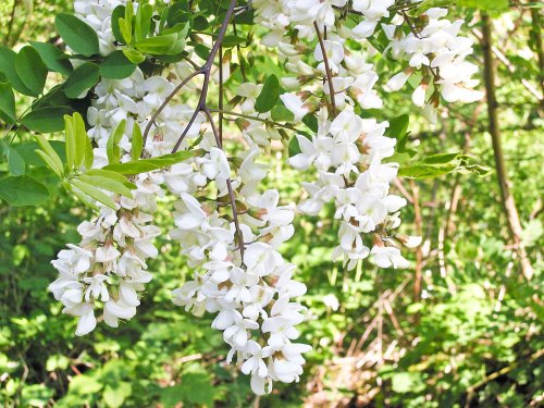 Florile de salcâm, un depozit de energie şi sănătate Poza 86127