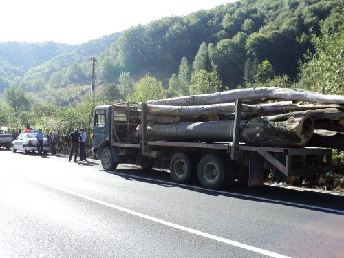 Furtul de lemn în România a atins cote uriaşe Poza 86002