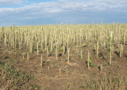 Fermierii vor fi protejaţi în faţa riscurilor meteorologice Poza 85236