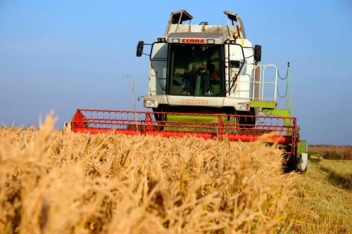 Producţia de grâu, mai mare cu 50% decât anul trecut Poza 84481