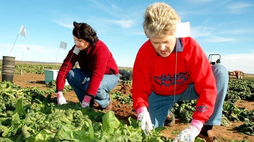 Câştigurile românilor din străinătate au scăzut semnificativ Poza 84211